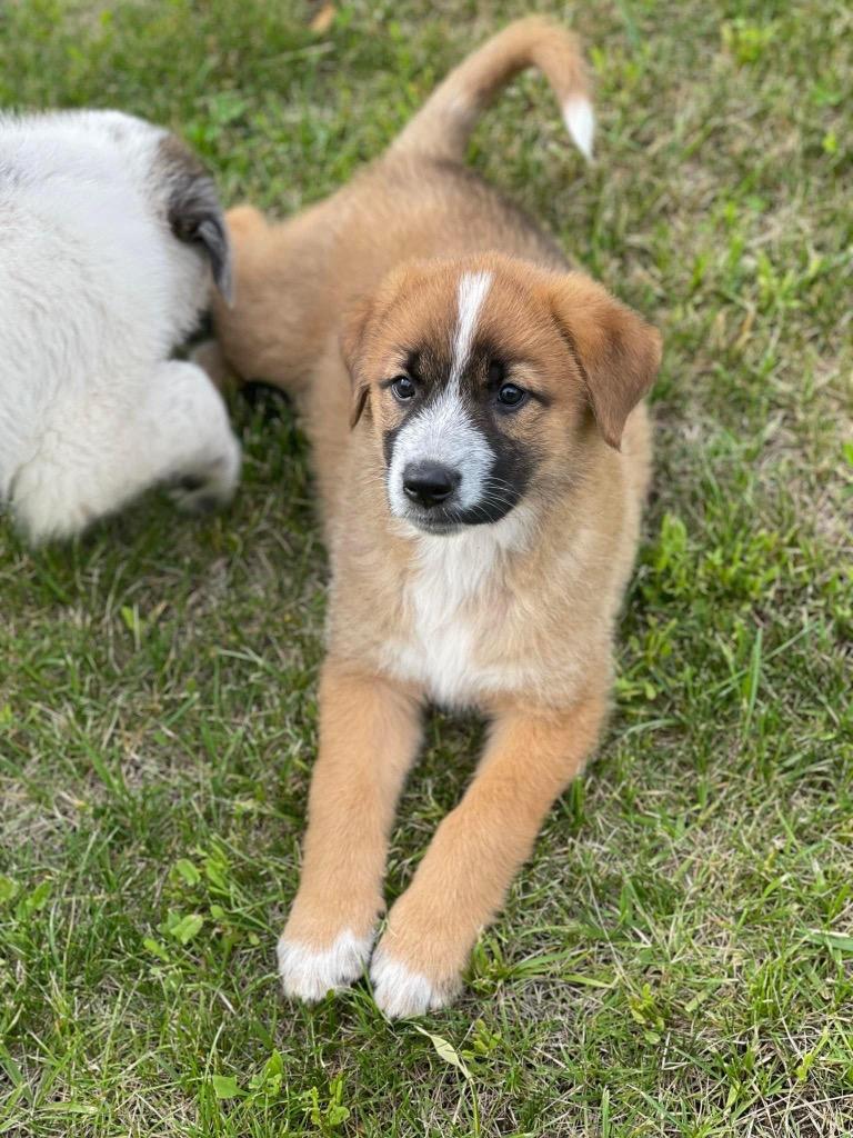 Moxie, a Adoptable mixed breed in Richfield, WI image 4/6