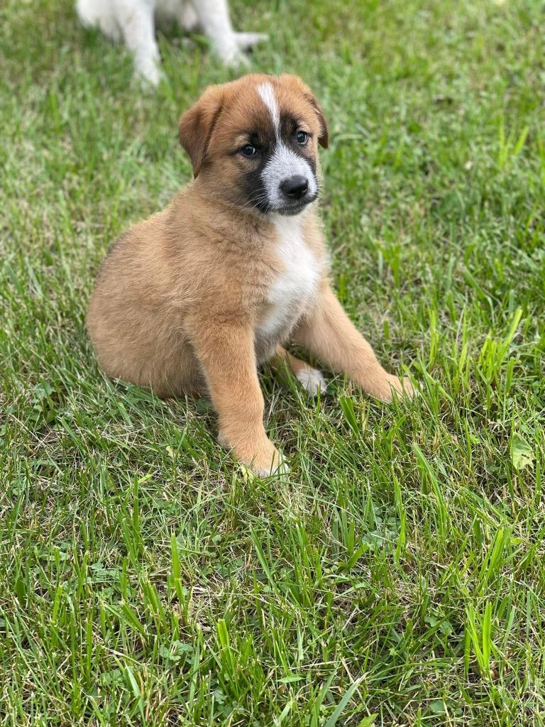 Moxie, Adoptable, Young Female Maremma Sheepdog & Shepherd.