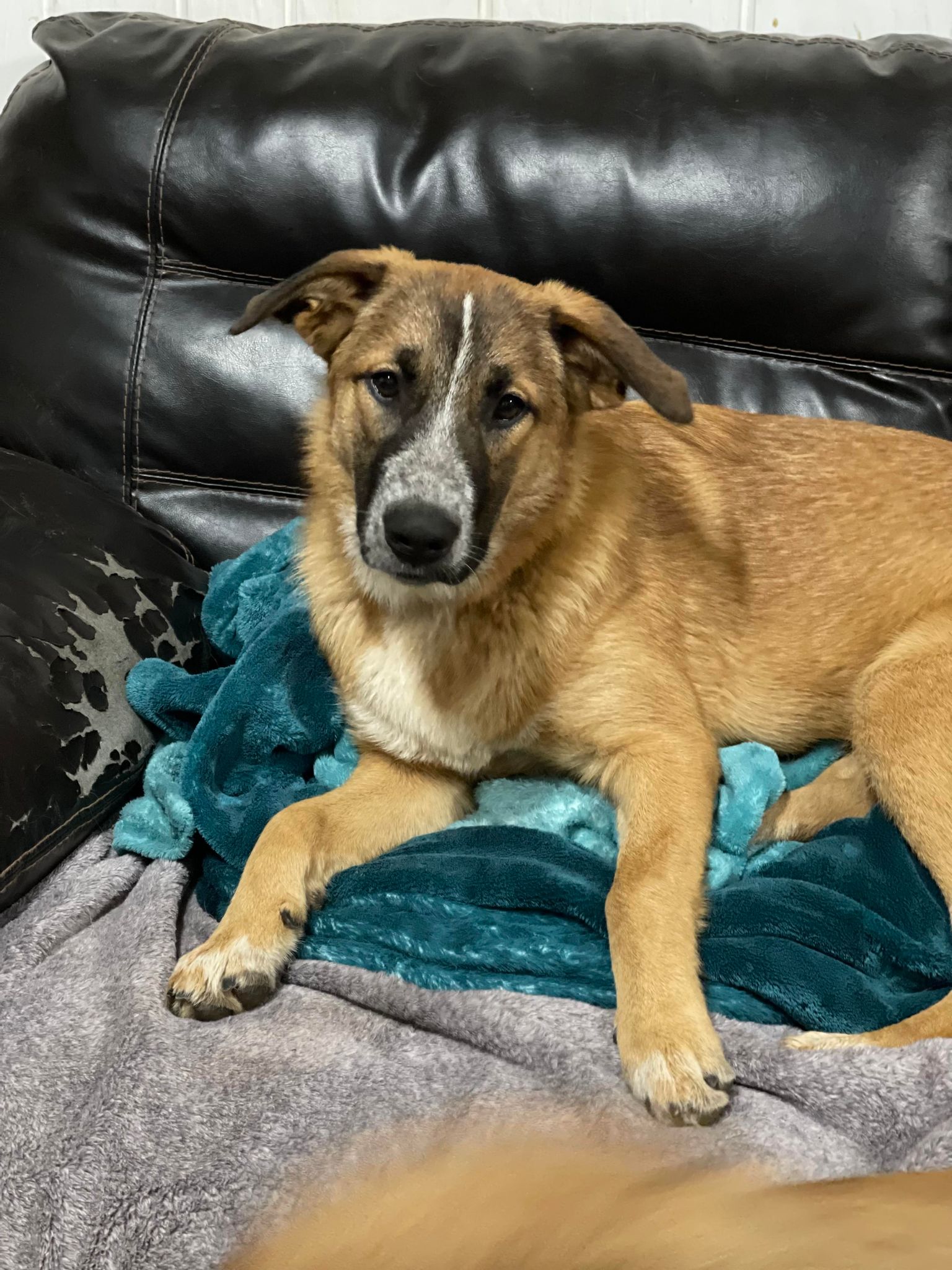 Moxie, a Adoptable mixed breed in Richfield, WI image 1/9