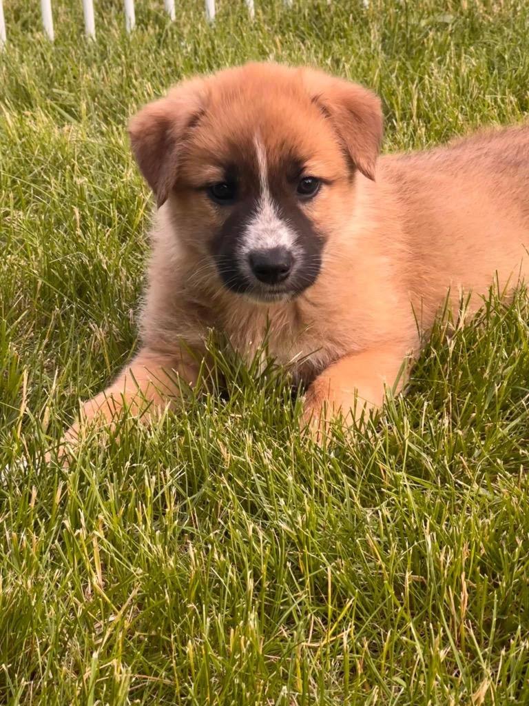 Moxie, a Adoptable mixed breed in Richfield, WI image 6/6