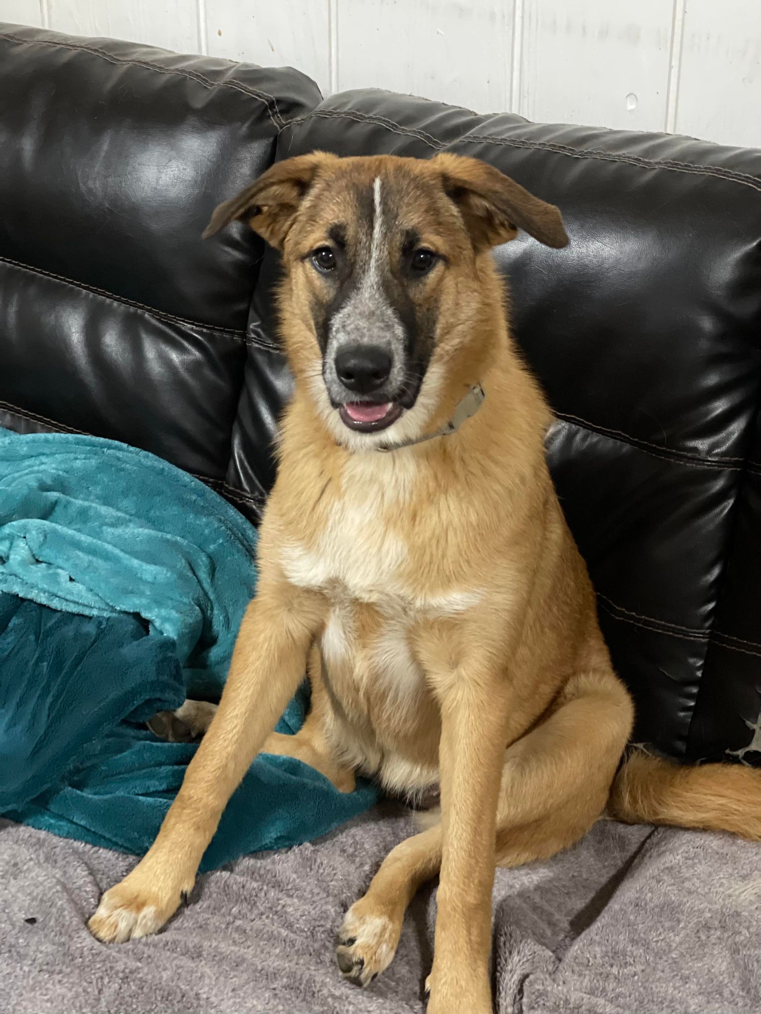 Moxie, a Adoptable mixed breed in Richfield, WI image 2/9