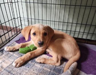 Enlarge Cowick / Malbec, a Adopted mixed breed in Broomfield, CO image 1/6