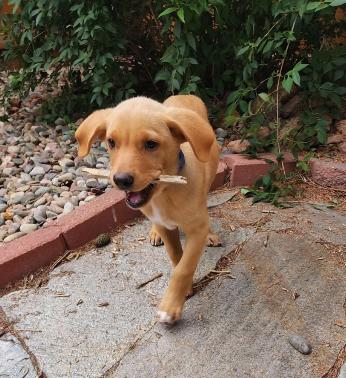 Enlarge Cowick / Malbec, a Adopted mixed breed in Broomfield, CO image 4/6