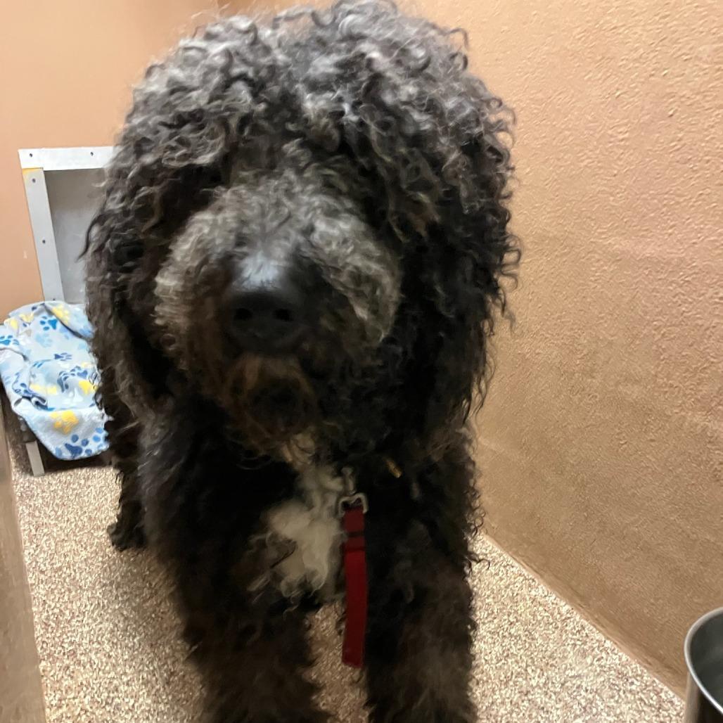 "Gunnar", Adoptable, Adult Male Standard Poodle.