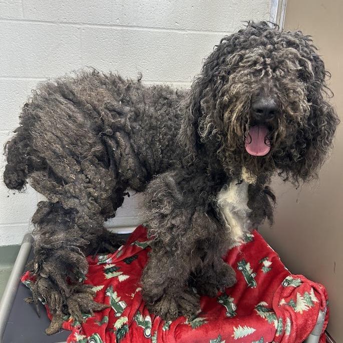 Enlarge "Gunnar", a Adoptable Standard Poodle in Verona, VA image 2/3