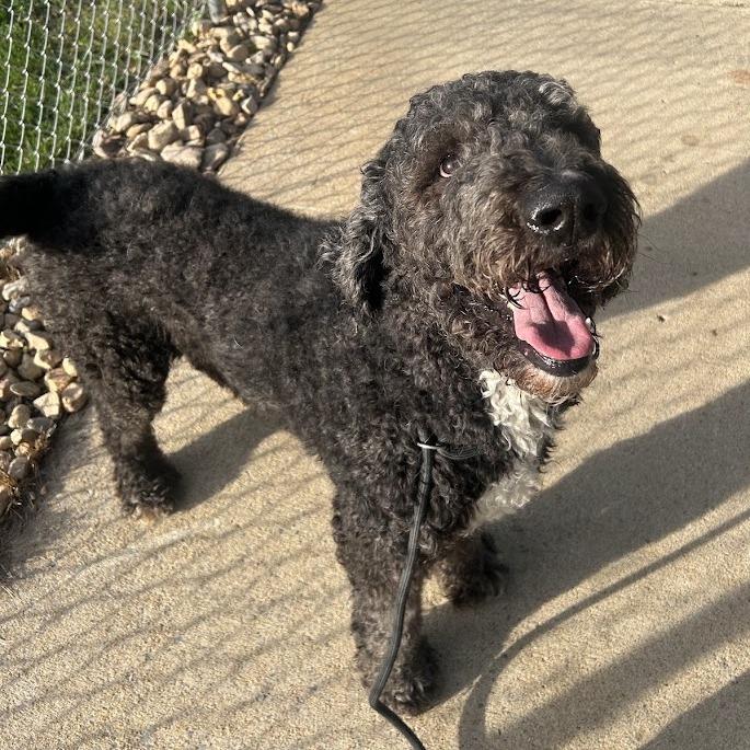 Enlarge "Gunnar", a Adoptable Standard Poodle in Verona, VA image 3/3