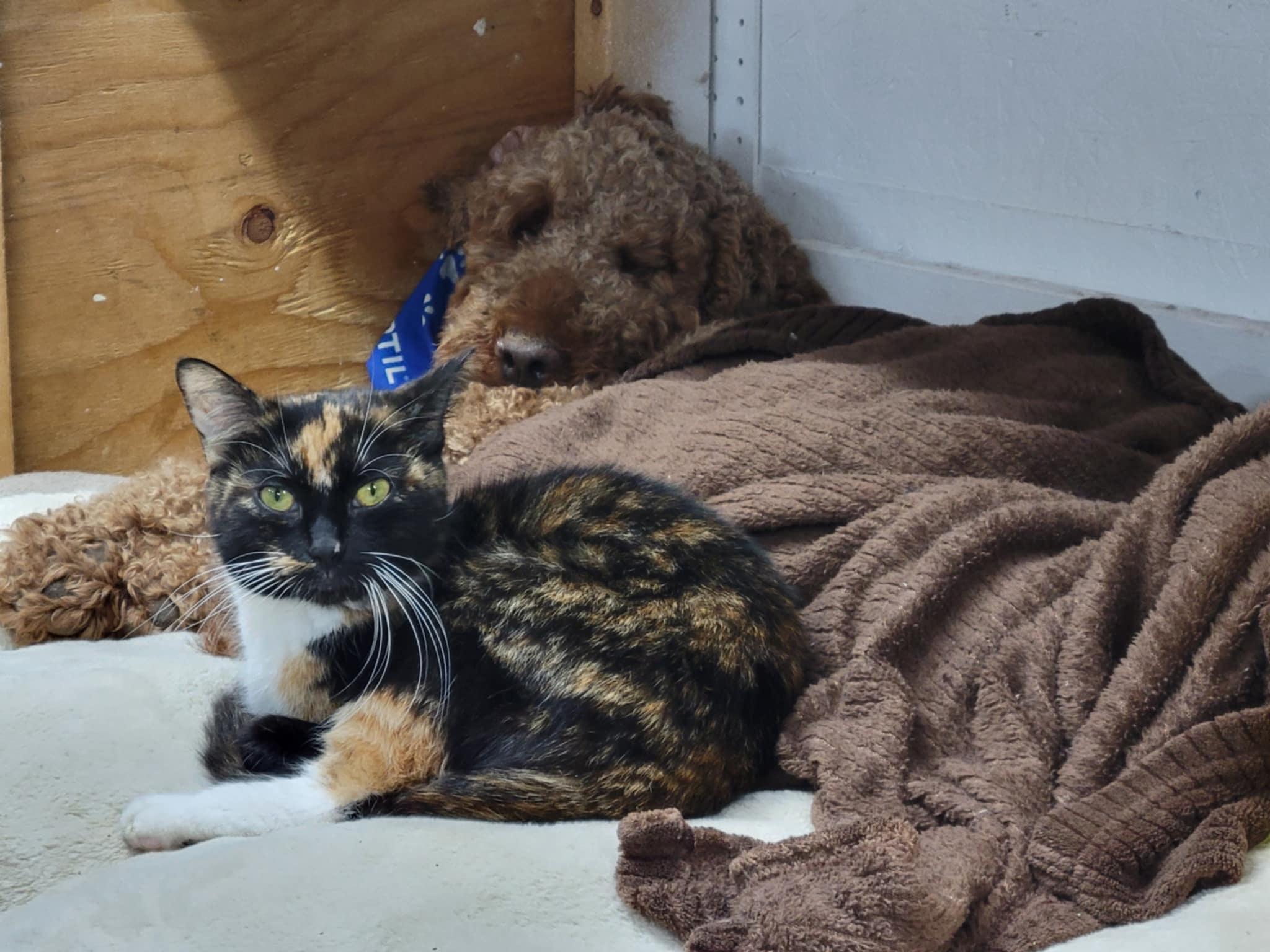 Jamie, a Adopted Poodle in Rigaud, QC image 4/4