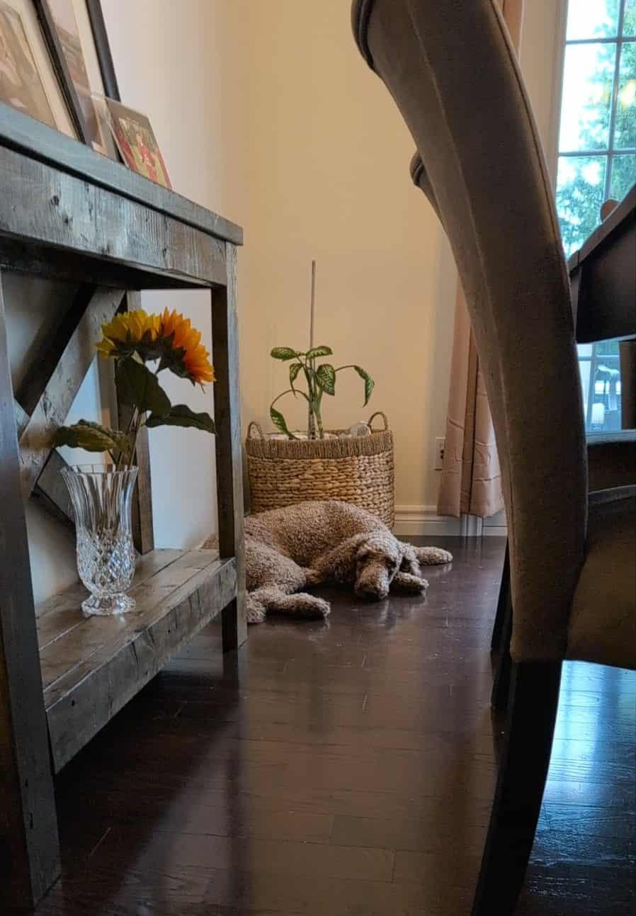 Jamie, a Adopted Poodle in Rigaud, QC image 3/4