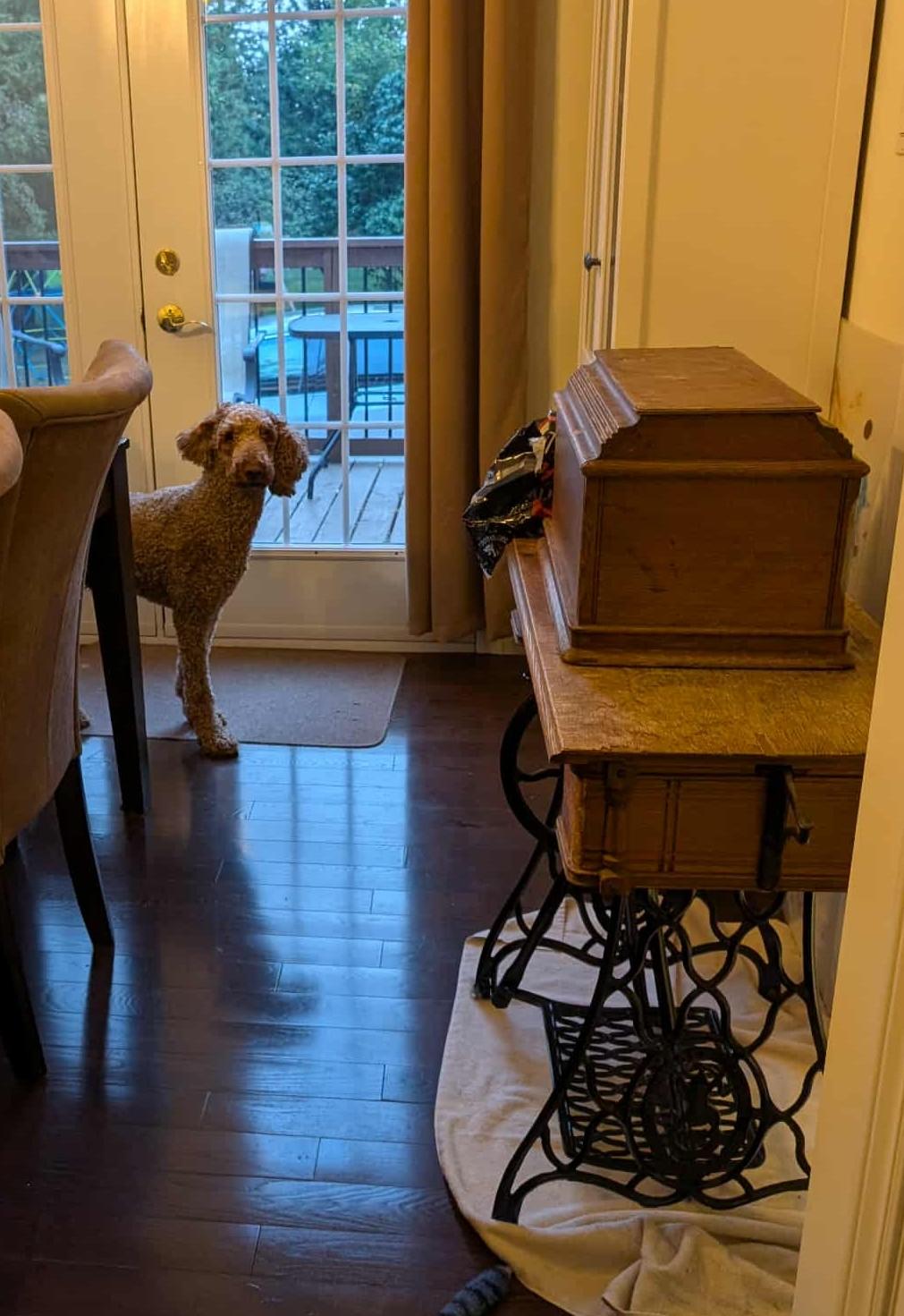 Jamie, a Adopted Poodle in Rigaud, QC image 1/4