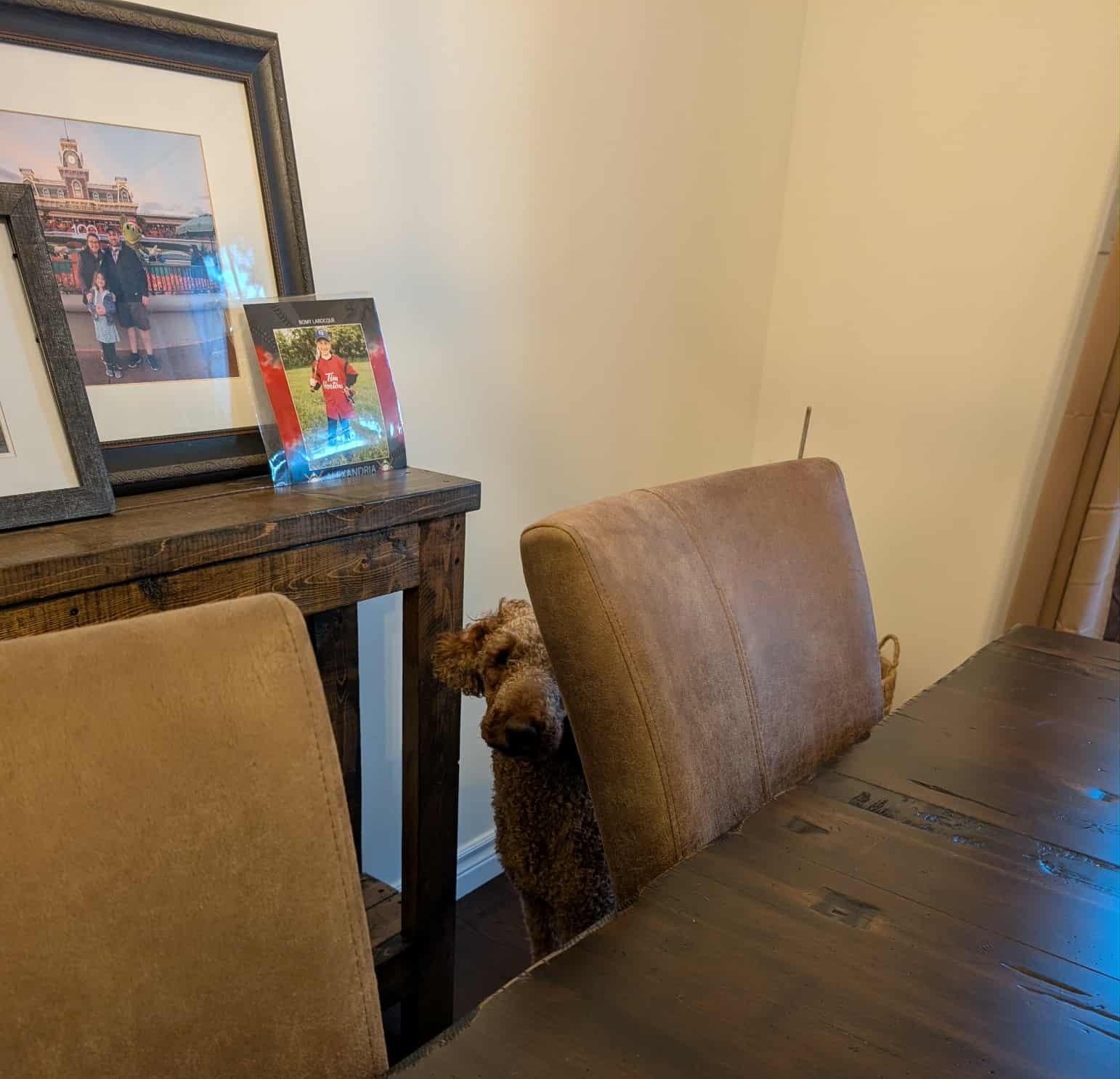 Jamie, a Adopted Poodle in Rigaud, QC image 2/4