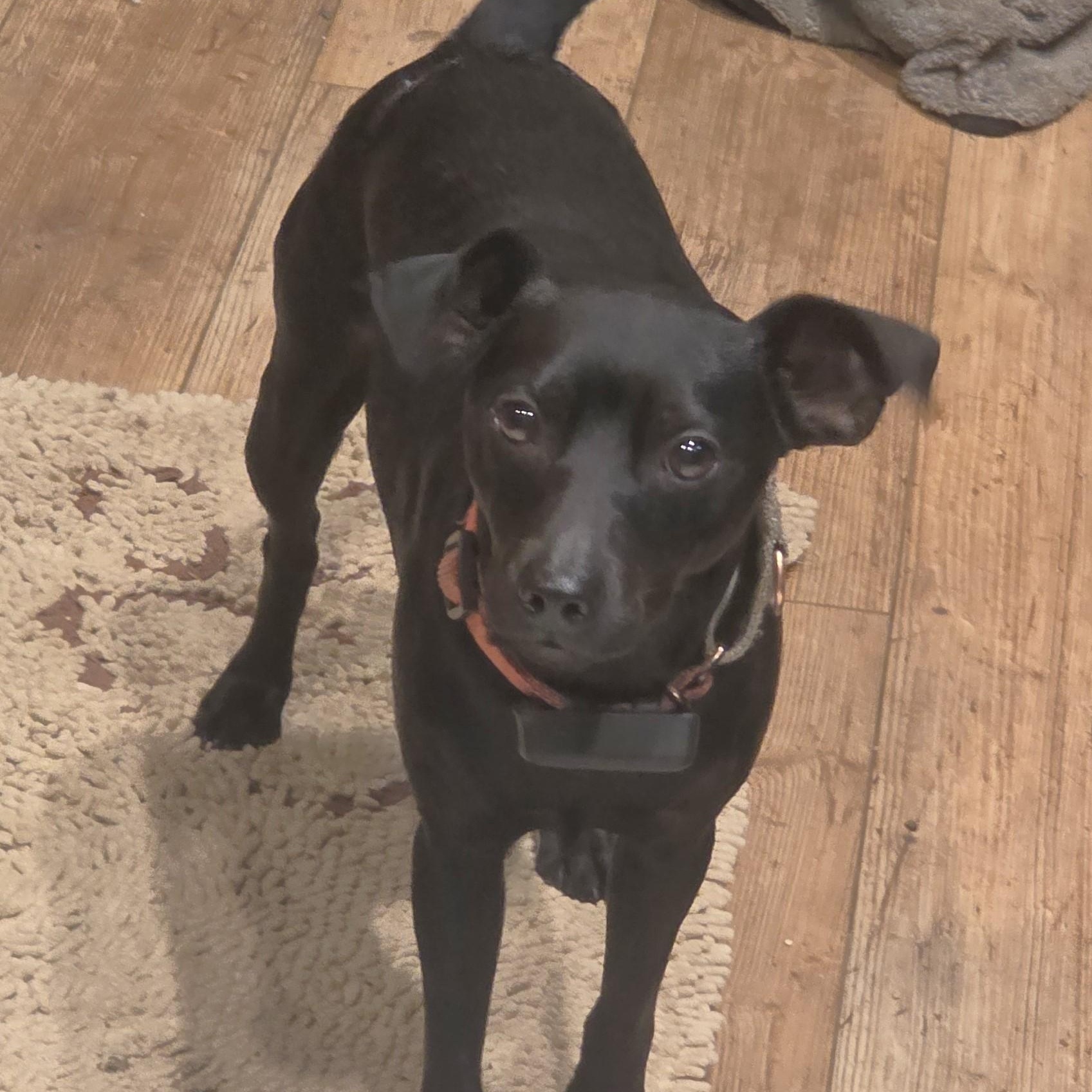 Rory, Adoptable, Young Male Miniature Pinscher.