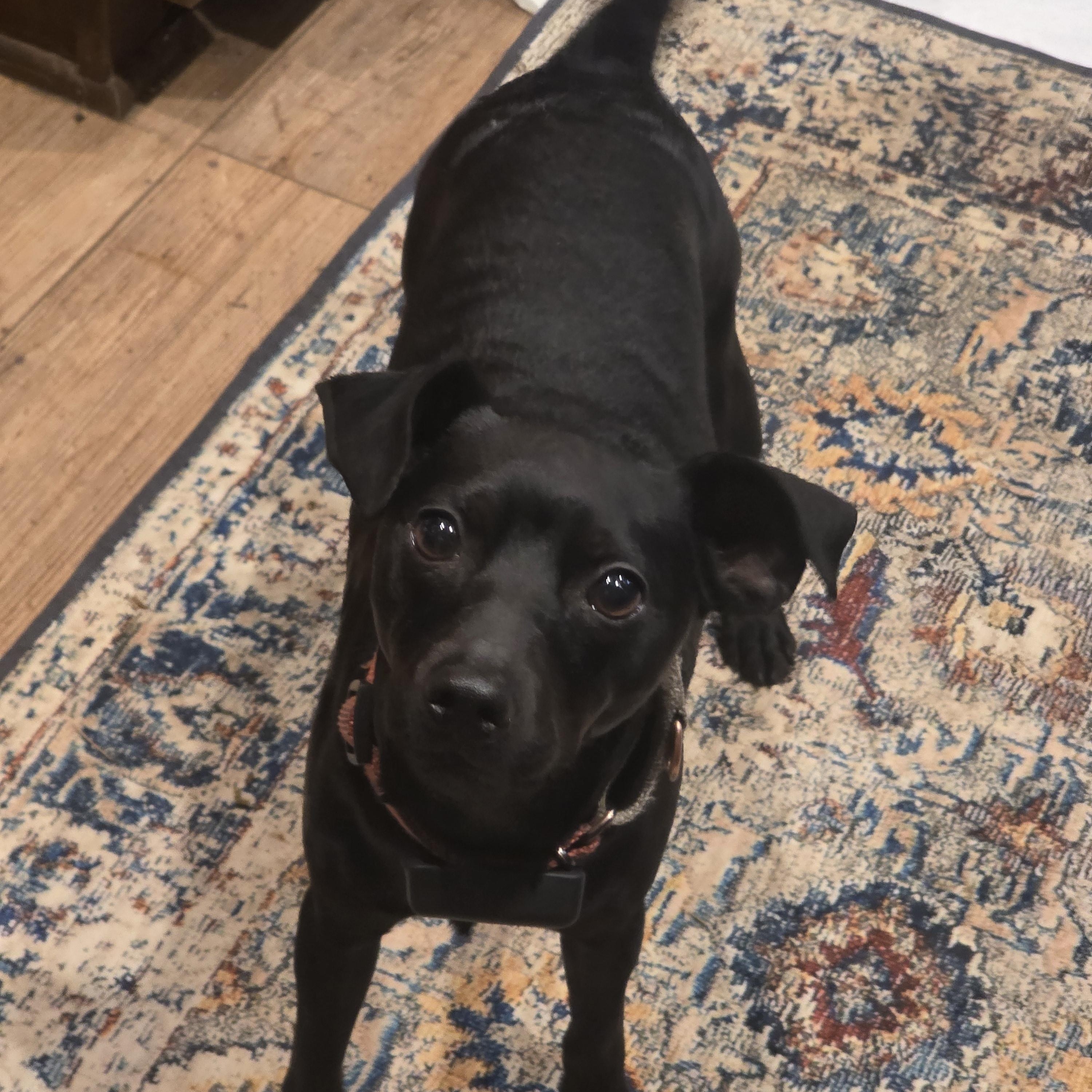 Rory, a Adoptable mixed breed in Elk, WA image 2/4