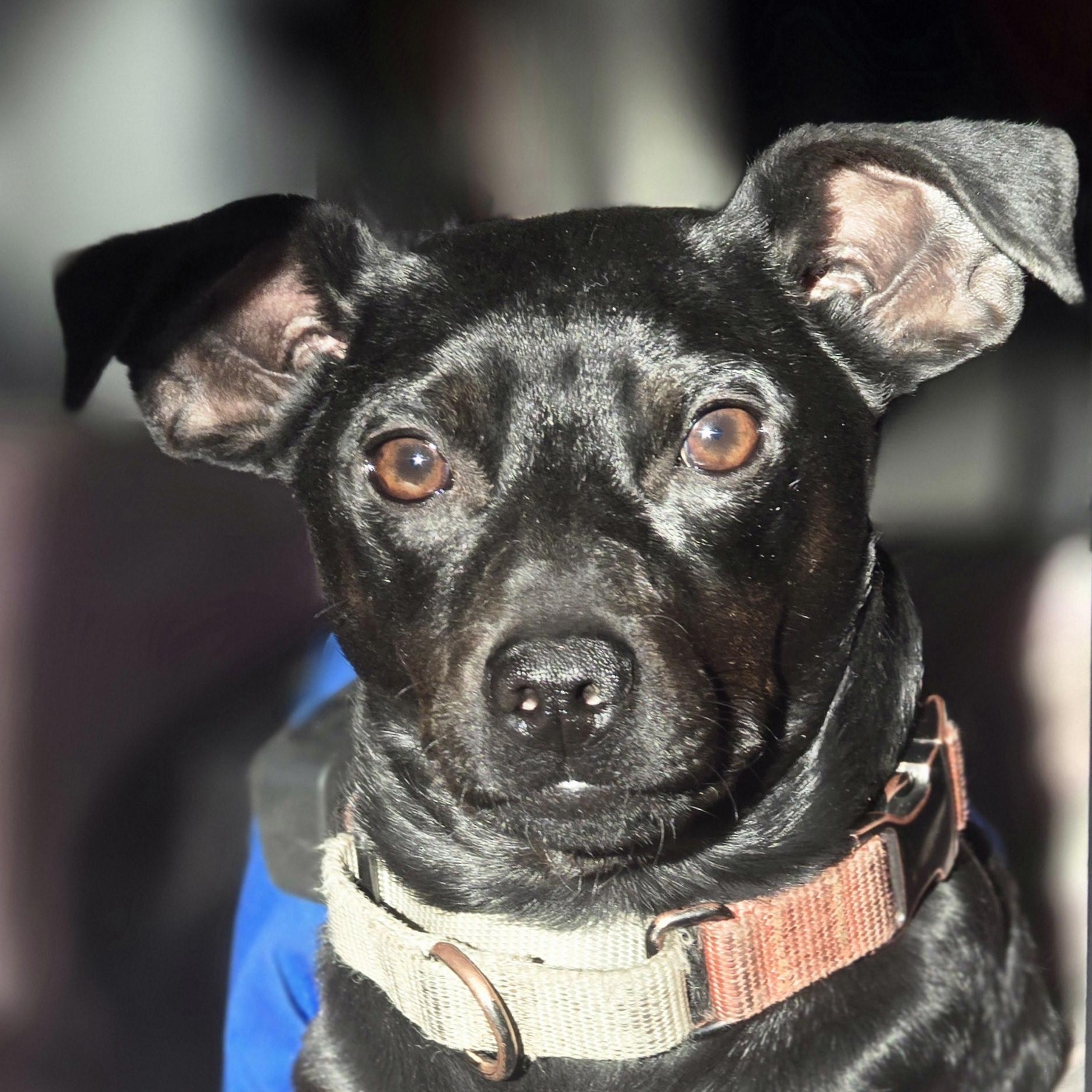 Rory, a Adoptable mixed breed in Elk, WA image 3/4