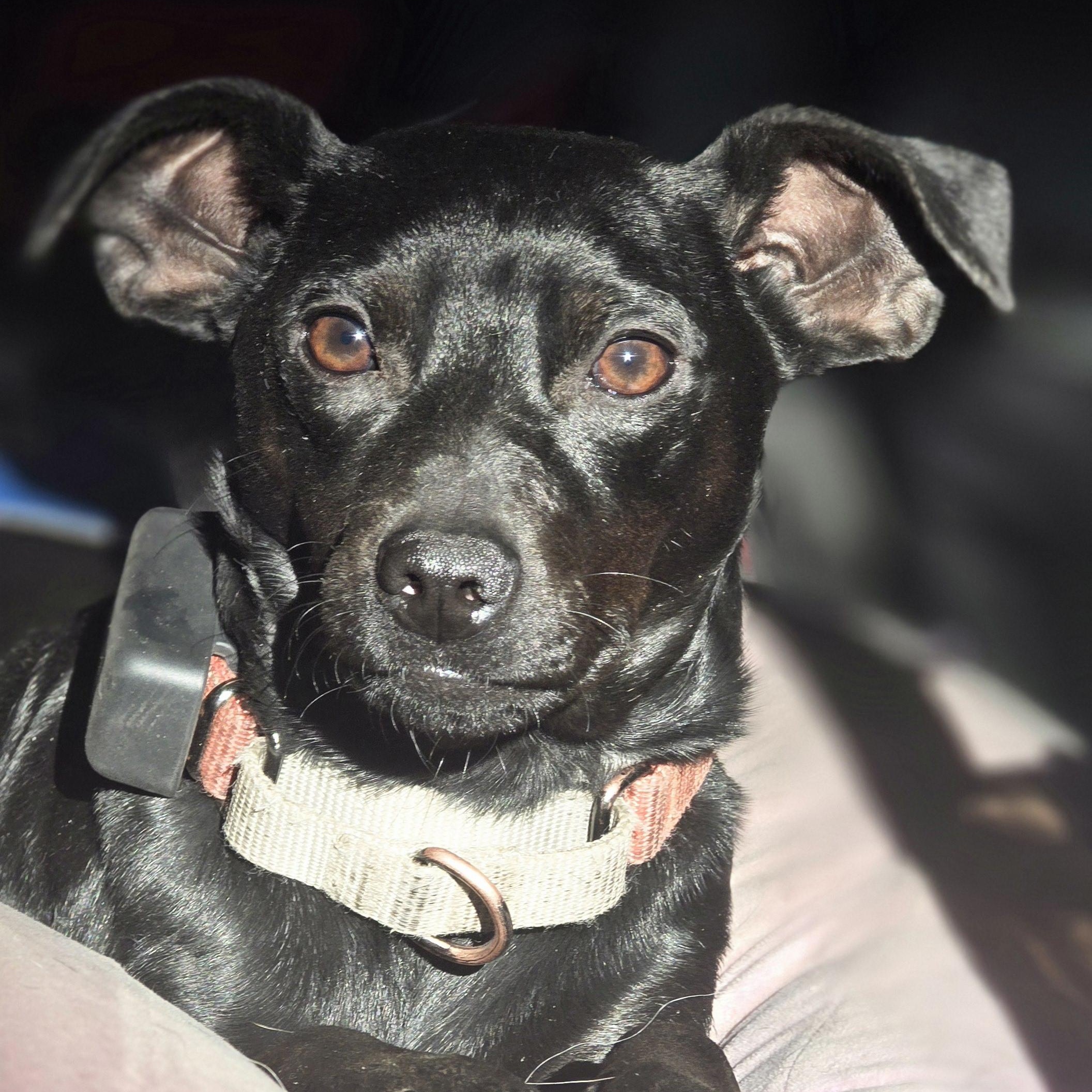 Rory, a Adoptable mixed breed in Elk, WA image 4/4