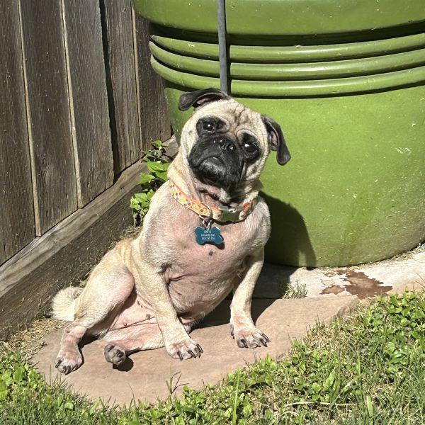 Addie, an adoptable Pug in Alvin, TX_image-1