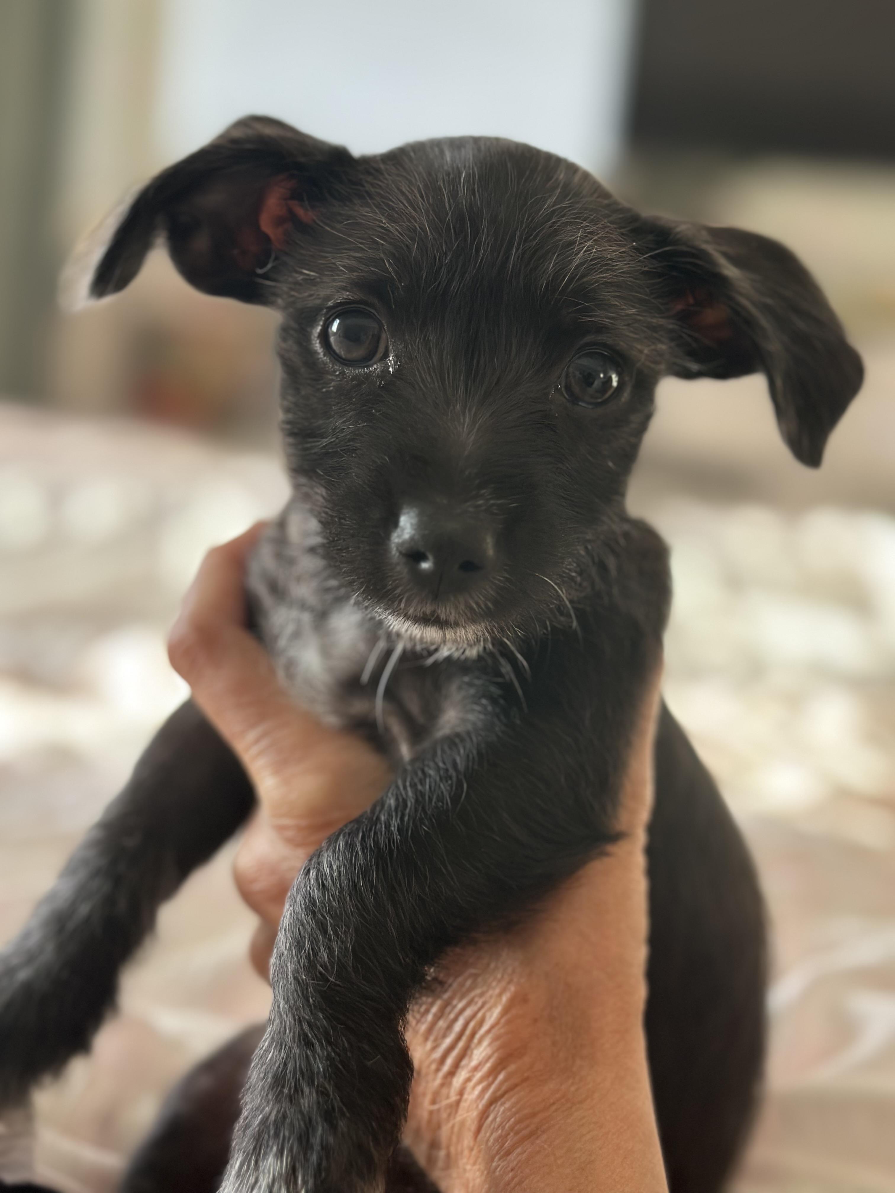Enlarge LENNY, a Adoptable mixed breed in Arroyo Grande, CA image 2/6