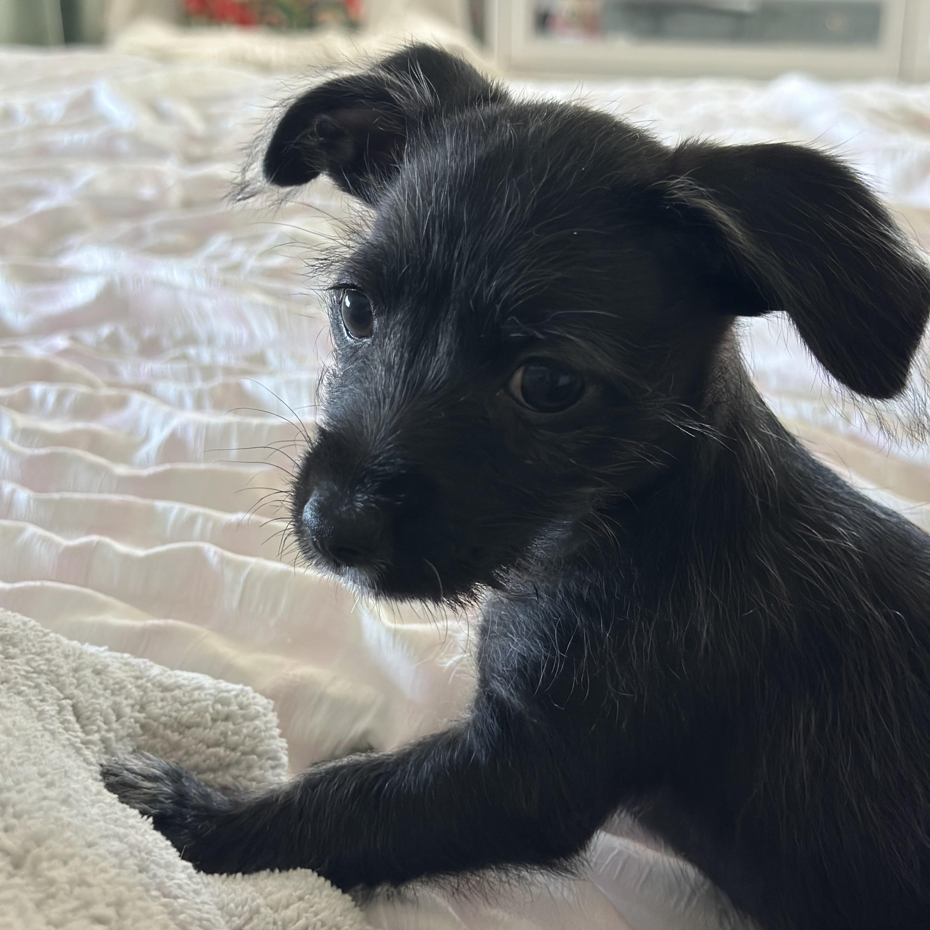 LENNY, Adoptable, Puppy Male Chihuahua & Miniature Poodle.