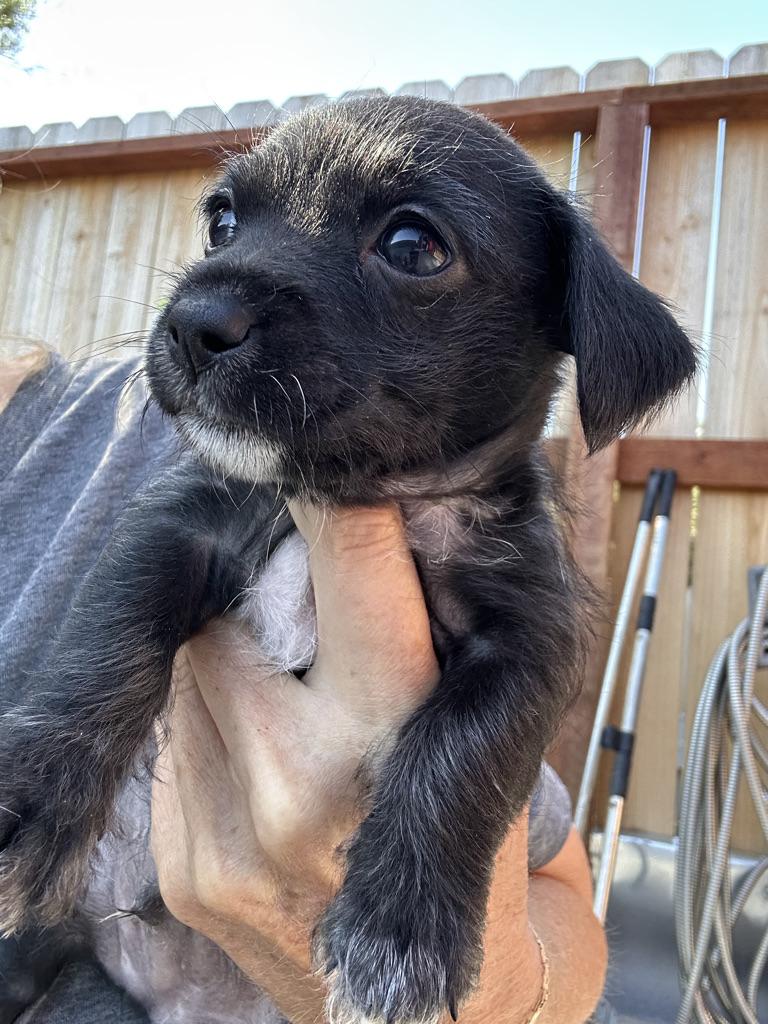 Enlarge LENNY, a Adoptable mixed breed in Arroyo Grande, CA image 4/6