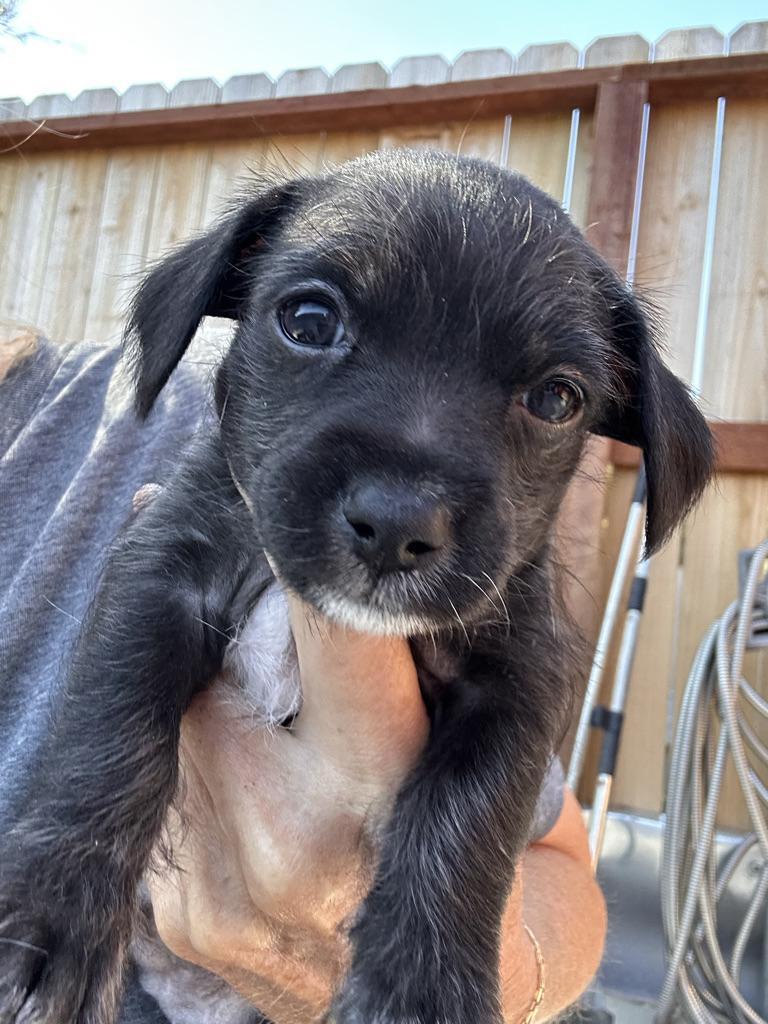 Enlarge LENNY, a Adoptable mixed breed in Arroyo Grande, CA image 3/6