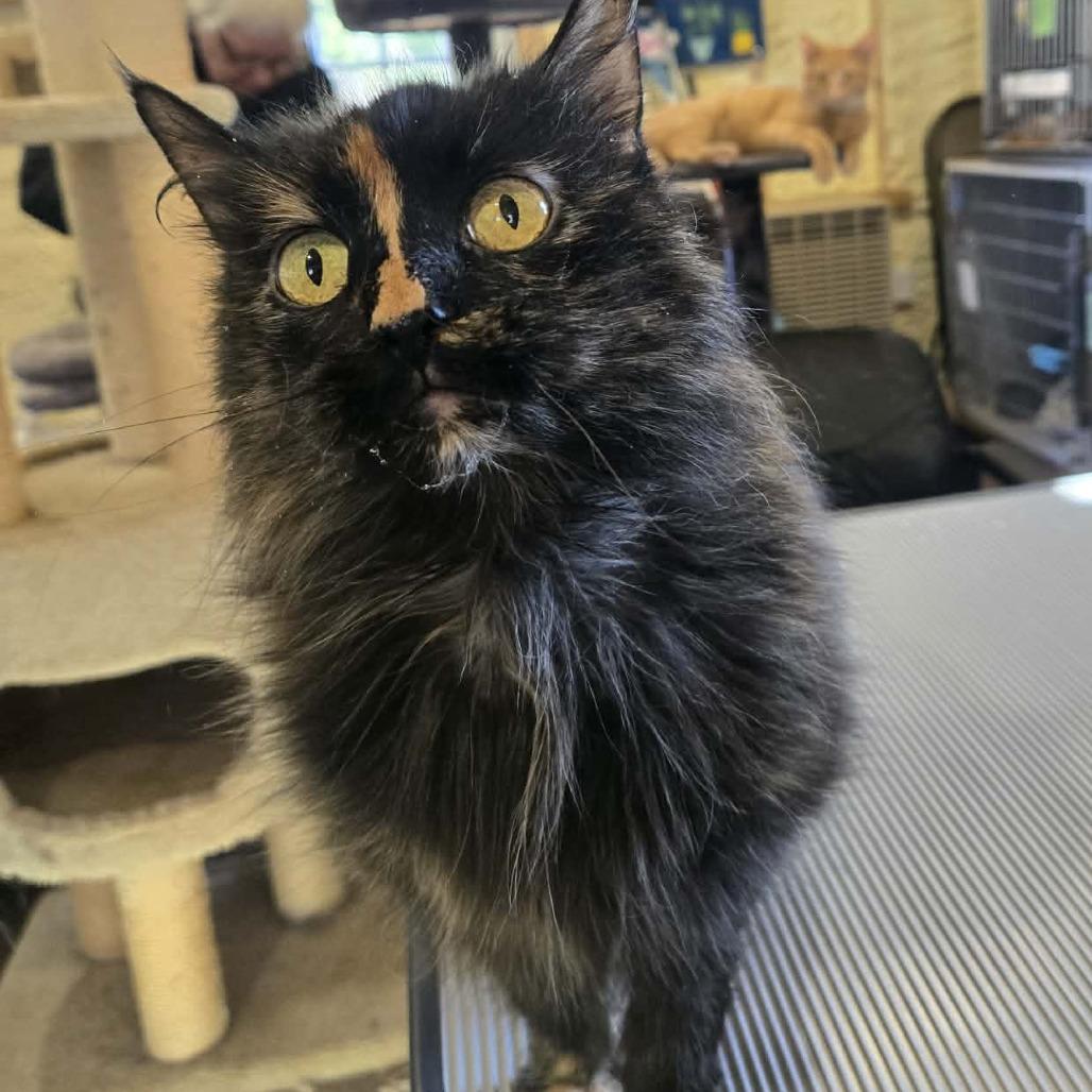 Drywall Daisy, a Adoptable Domestic Long Hair in Park Falls, WI image 1/3
