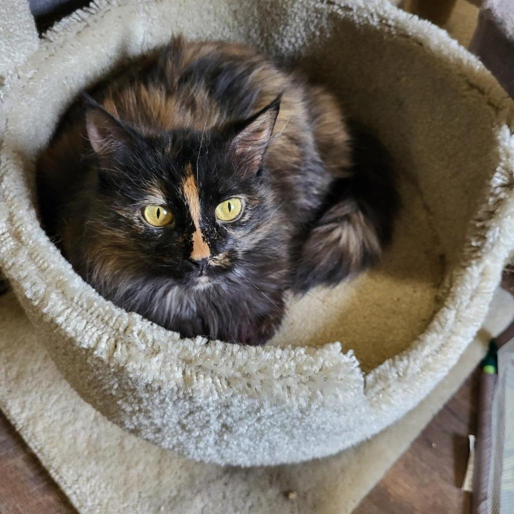 Drywall Daisy, a Adoptable Domestic Long Hair in Park Falls, WI image 2/3