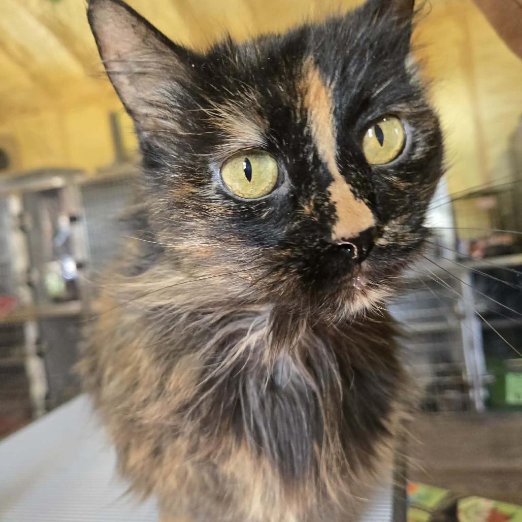 Drywall Daisy, a Adoptable Domestic Long Hair in Park Falls, WI image 3/3