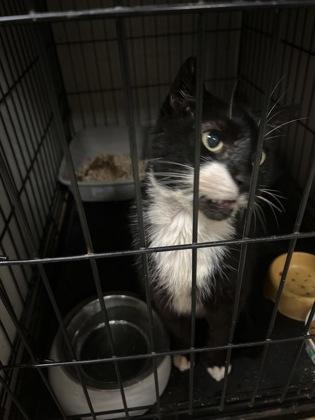 Bandit — thumbnail 2