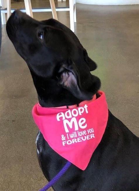 Foster Homes Needed for Puppies/Dogs photo 2