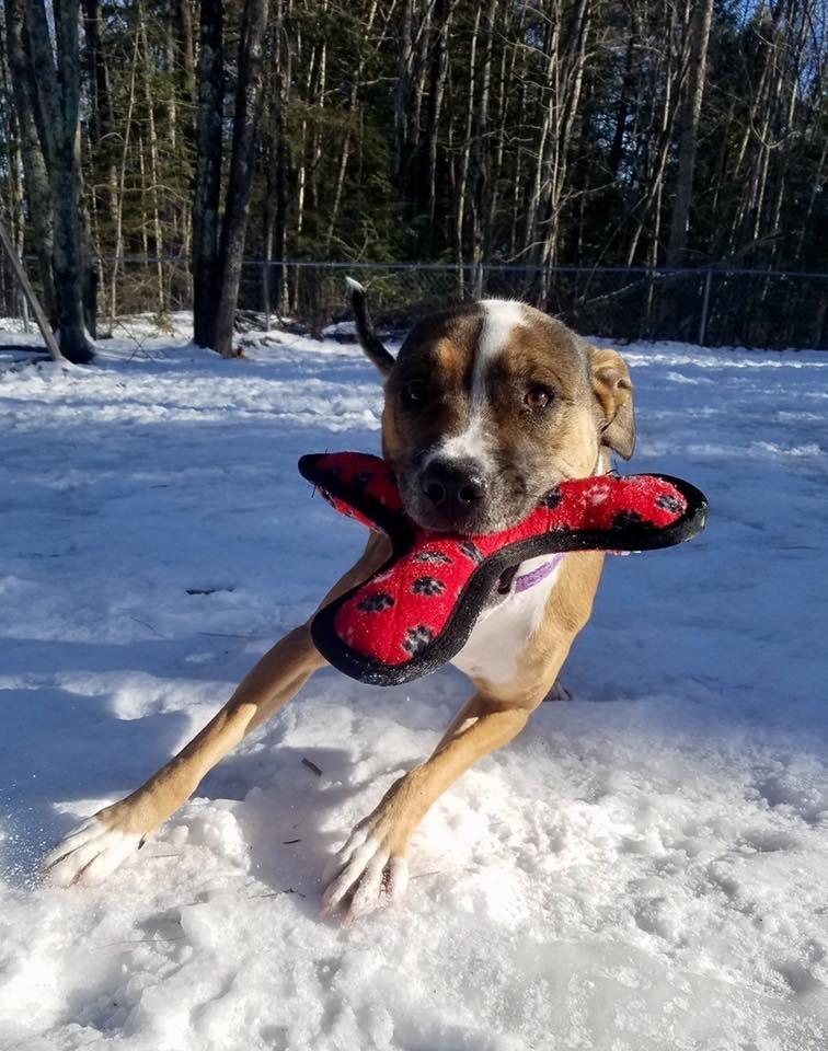 Enlarge Foster Homes Needed for Puppies/Dogs, a Adoptable mixed breed in South Portland, ME image 3/4