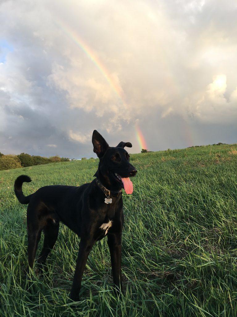 Enlarge Foster Homes Needed for Puppies/Dogs, a Adoptable mixed breed in South Portland, ME image 4/4