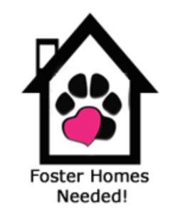 Foster Homes Needed for Puppies/Dogs photo 1