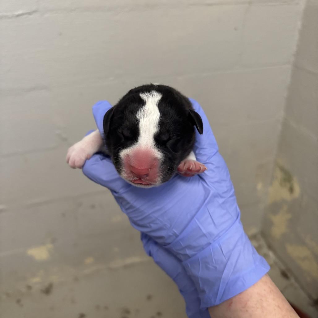 Enlarge Dil Pickles, a Adoptable mixed breed in Clanton, AL image 2/5