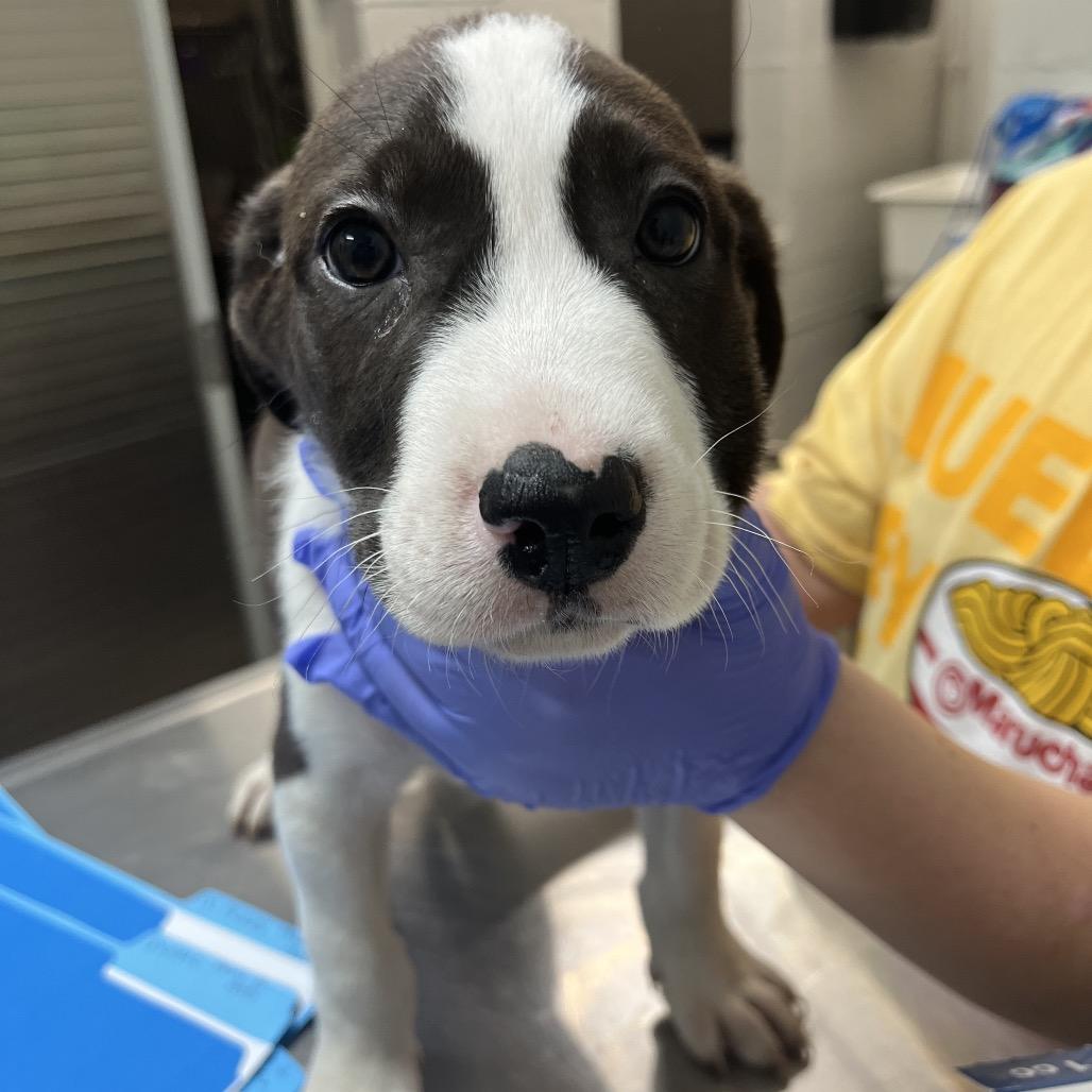 Enlarge Dil Pickles, a Adoptable mixed breed in Clanton, AL image 3/5