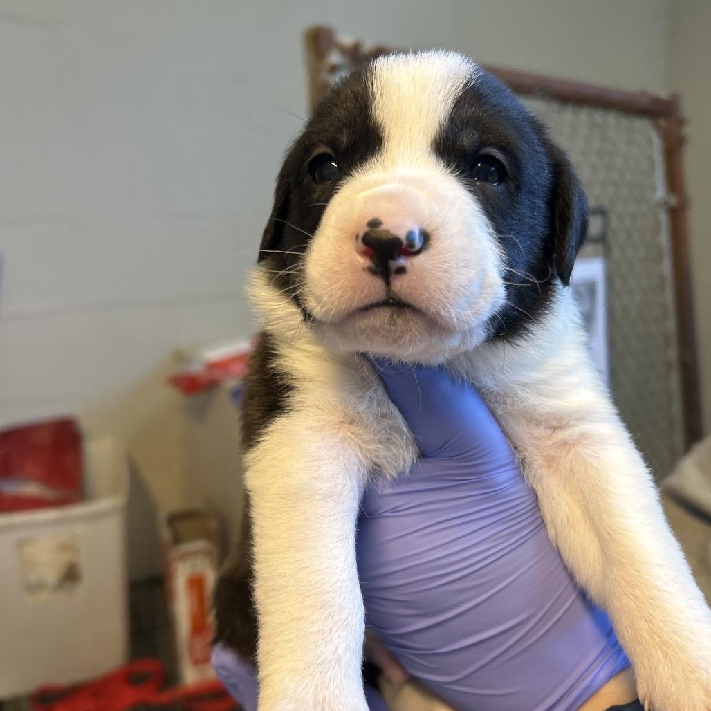 Enlarge Dil Pickles, a Adoptable mixed breed in Clanton, AL image 4/5