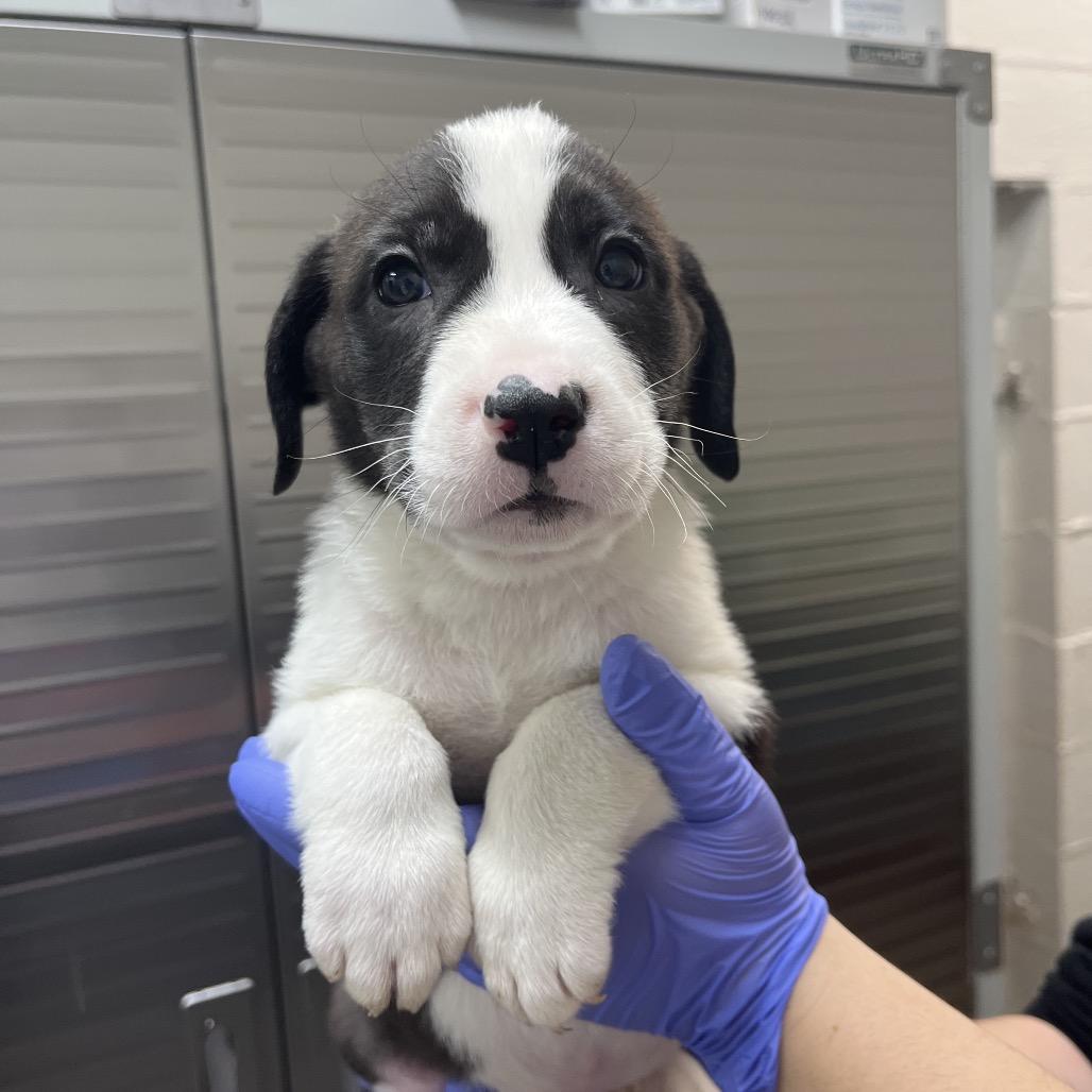 Enlarge Dil Pickles, a Adoptable mixed breed in Clanton, AL image 5/5