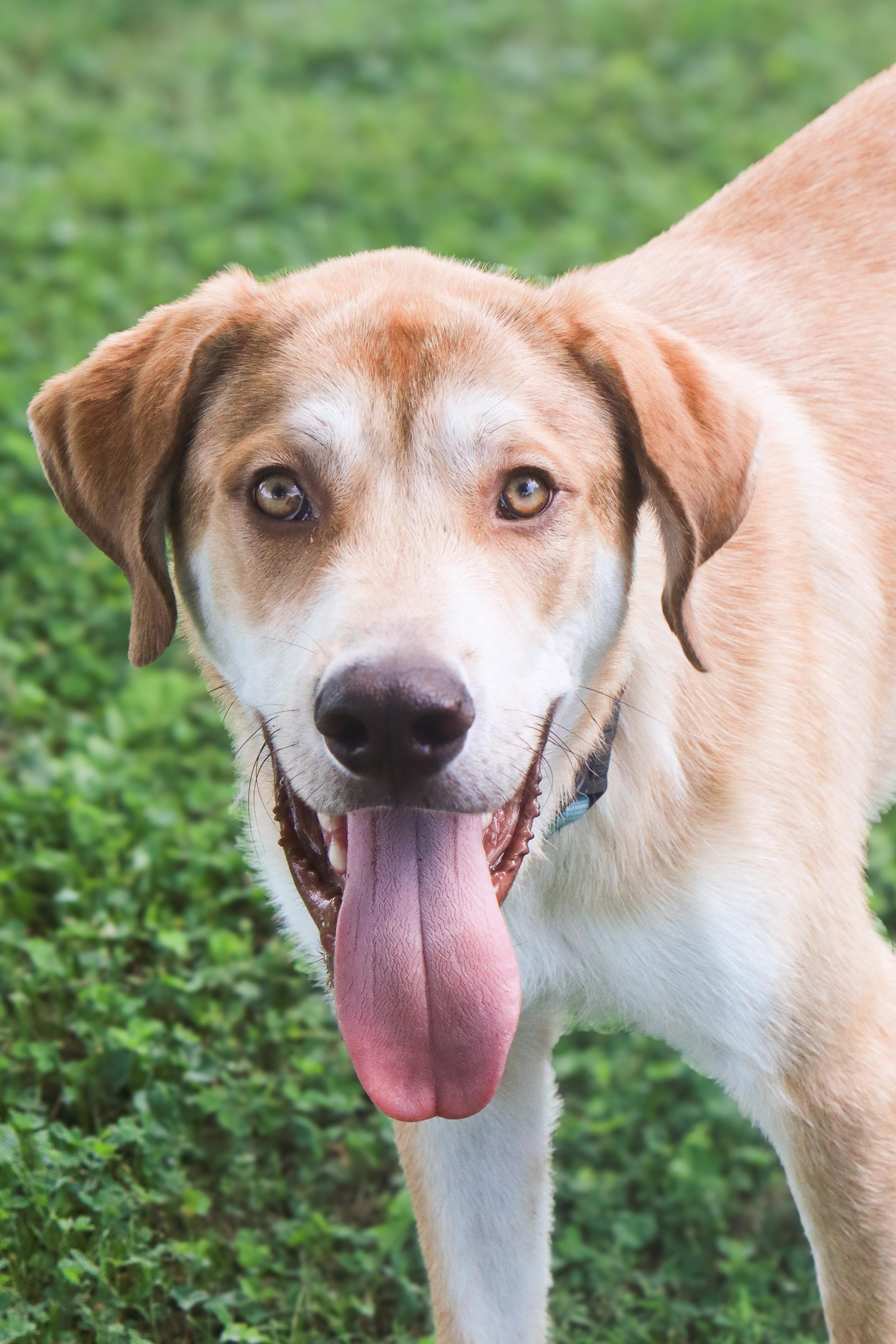 Hollis, a ADOPTABLE mixed breed in Nashville, TN image 1/2