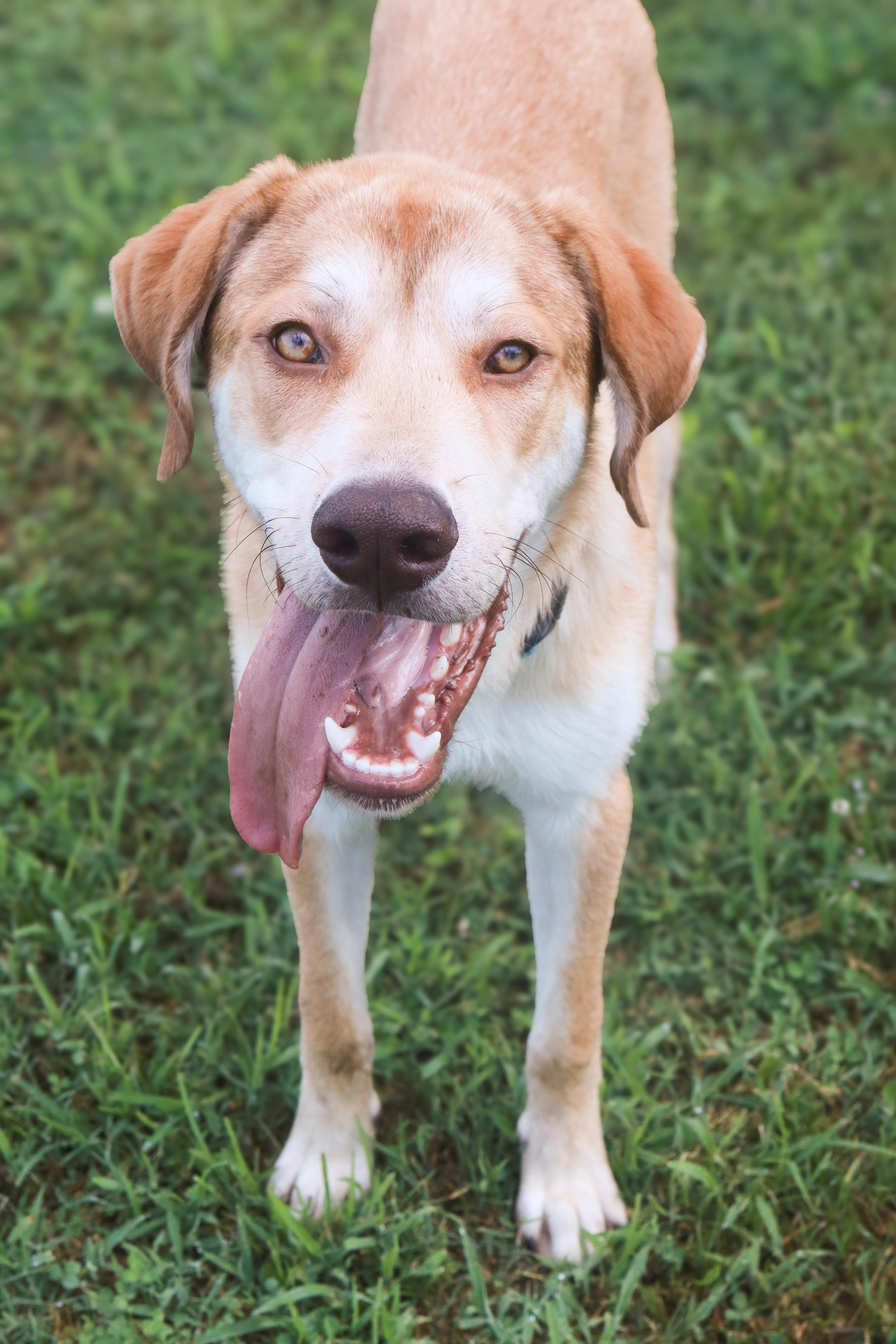 Hollis, a ADOPTABLE mixed breed in Nashville, TN image 2/2