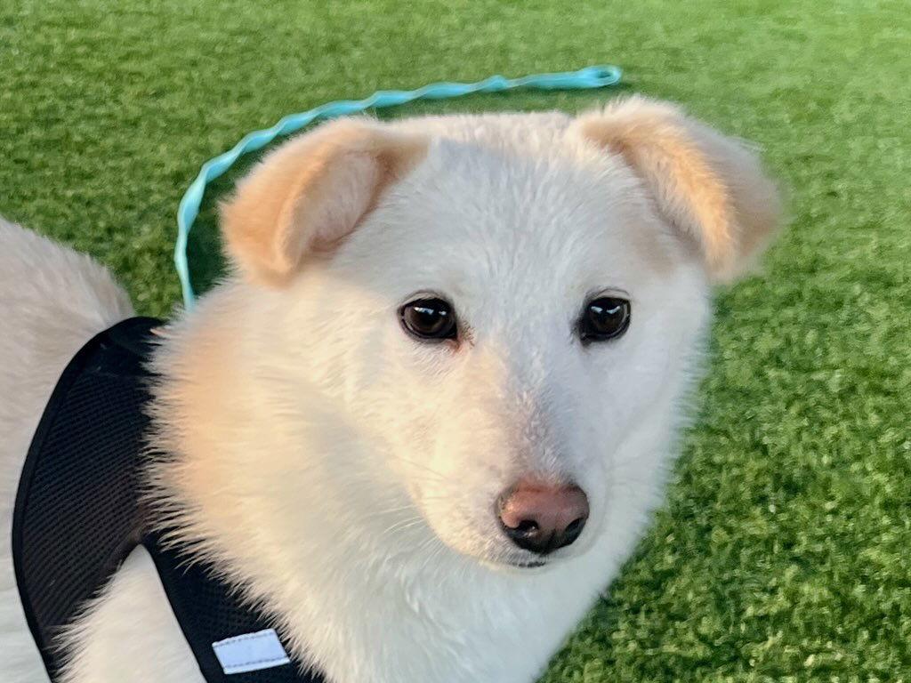 Enlarge YOSHI, a Adoptable mixed breed in Agoura Hills, CA image 1/3