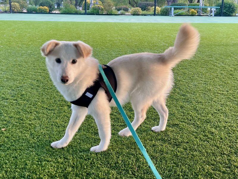 Enlarge YOSHI, a Adoptable mixed breed in Agoura Hills, CA image 2/3