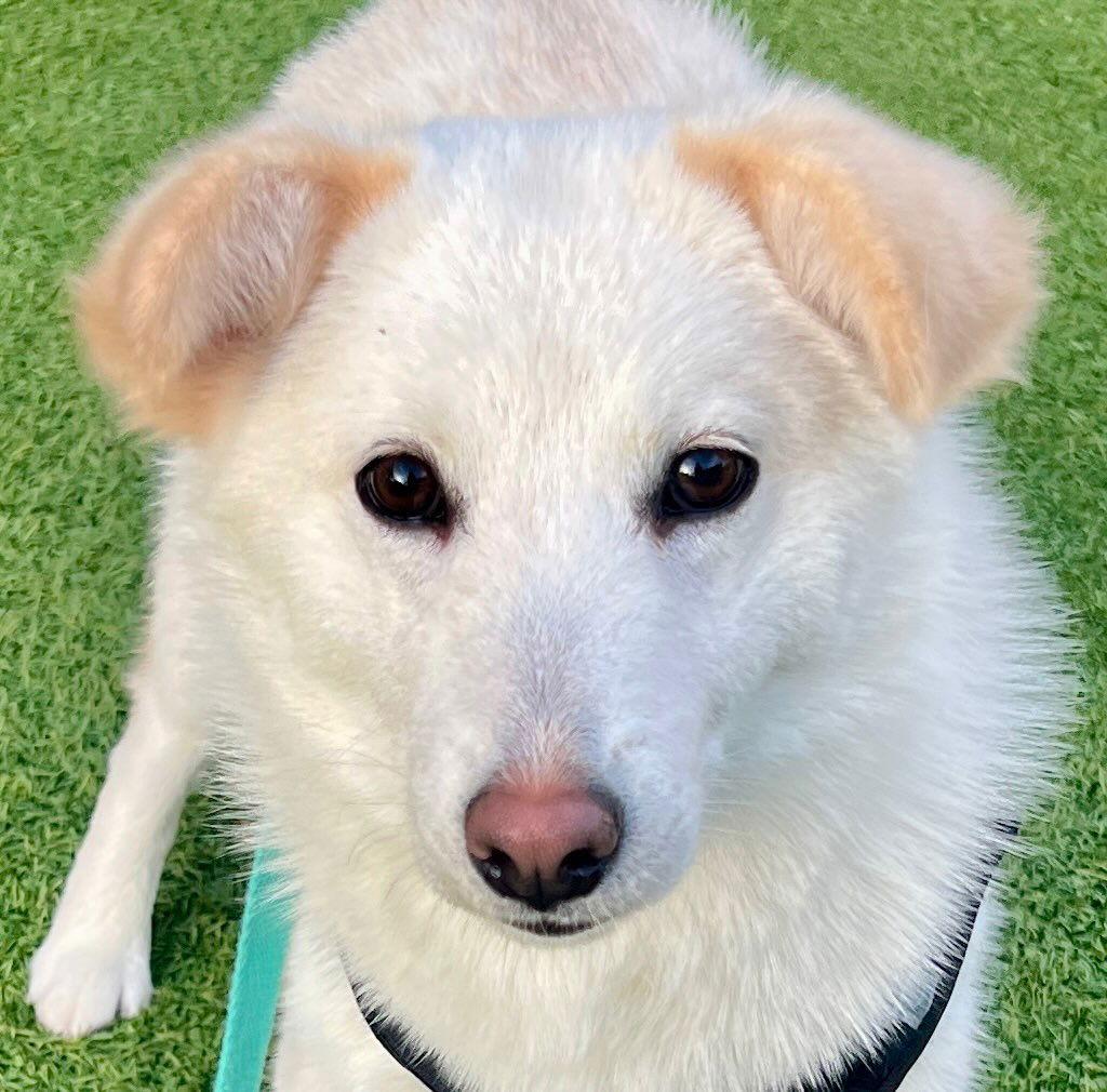 Enlarge YOSHI, a Adoptable mixed breed in Agoura Hills, CA image 3/3