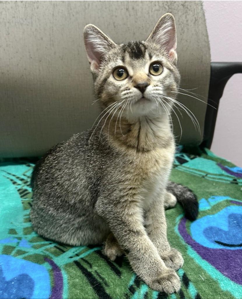 Enlarge Halloumi, a Adopted mixed breed in Spooner, WI image 1/1