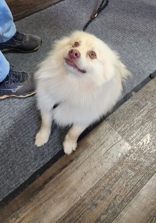 Enlarge GUS 096-26, an adopted mixed breed in Cambridge, OH image 2/2