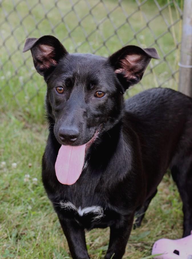 Iris, a Adoptable mixed breed in Battle Creek, MI image 2/5