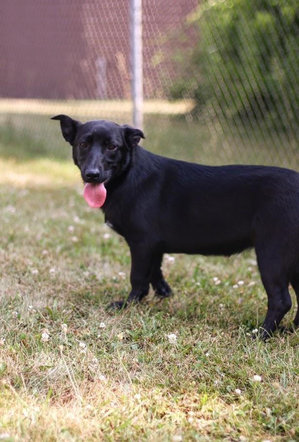 Iris, a Adoptable mixed breed in Battle Creek, MI image 5/5