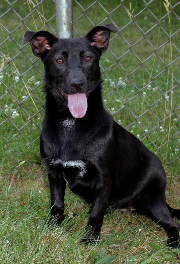 Iris, a Adoptable mixed breed in Battle Creek, MI image 1/5