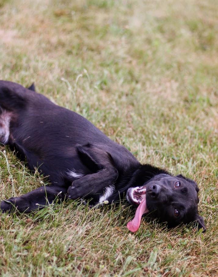Iris, a Adoptable mixed breed in Battle Creek, MI image 3/5
