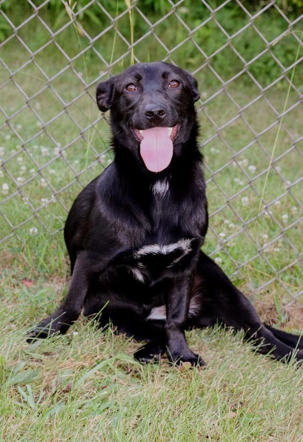 Iris, a Adoptable mixed breed in Battle Creek, MI image 4/5
