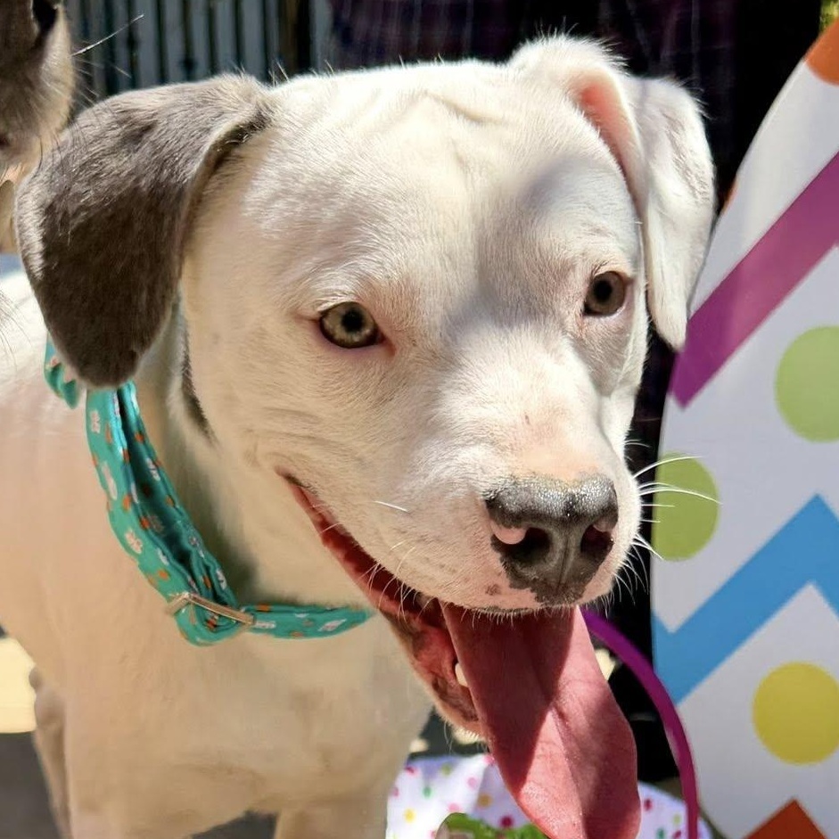 Enlarge Marky, a Adoptable mixed breed in Portland, OR image 1/6