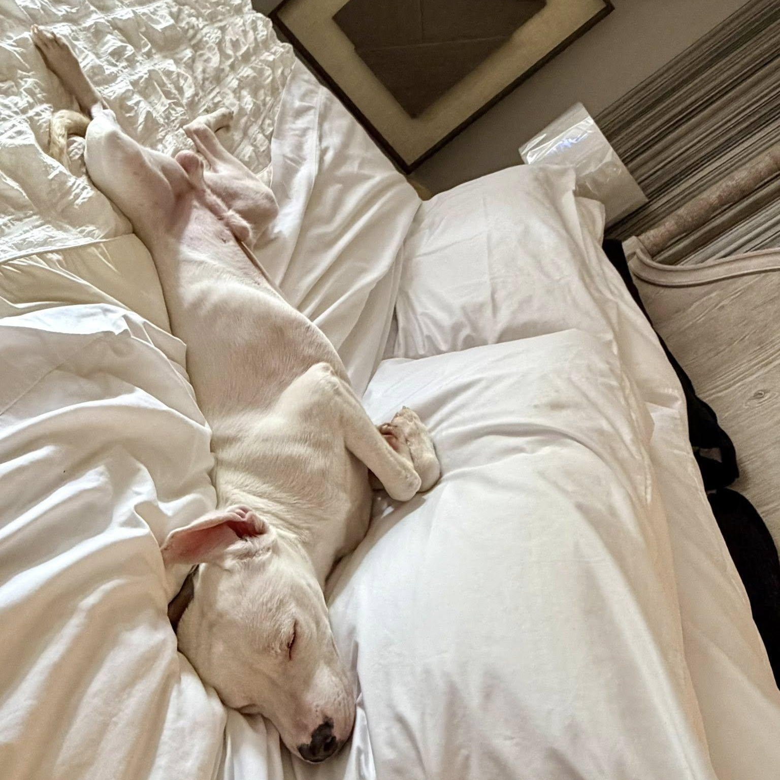 Enlarge Marky, a Adoptable mixed breed in Portland, OR image 5/6