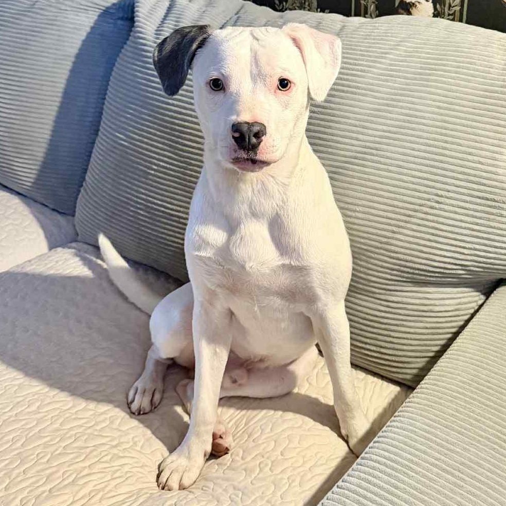 Marky, Adoptable, Young Male Mixed Breed.